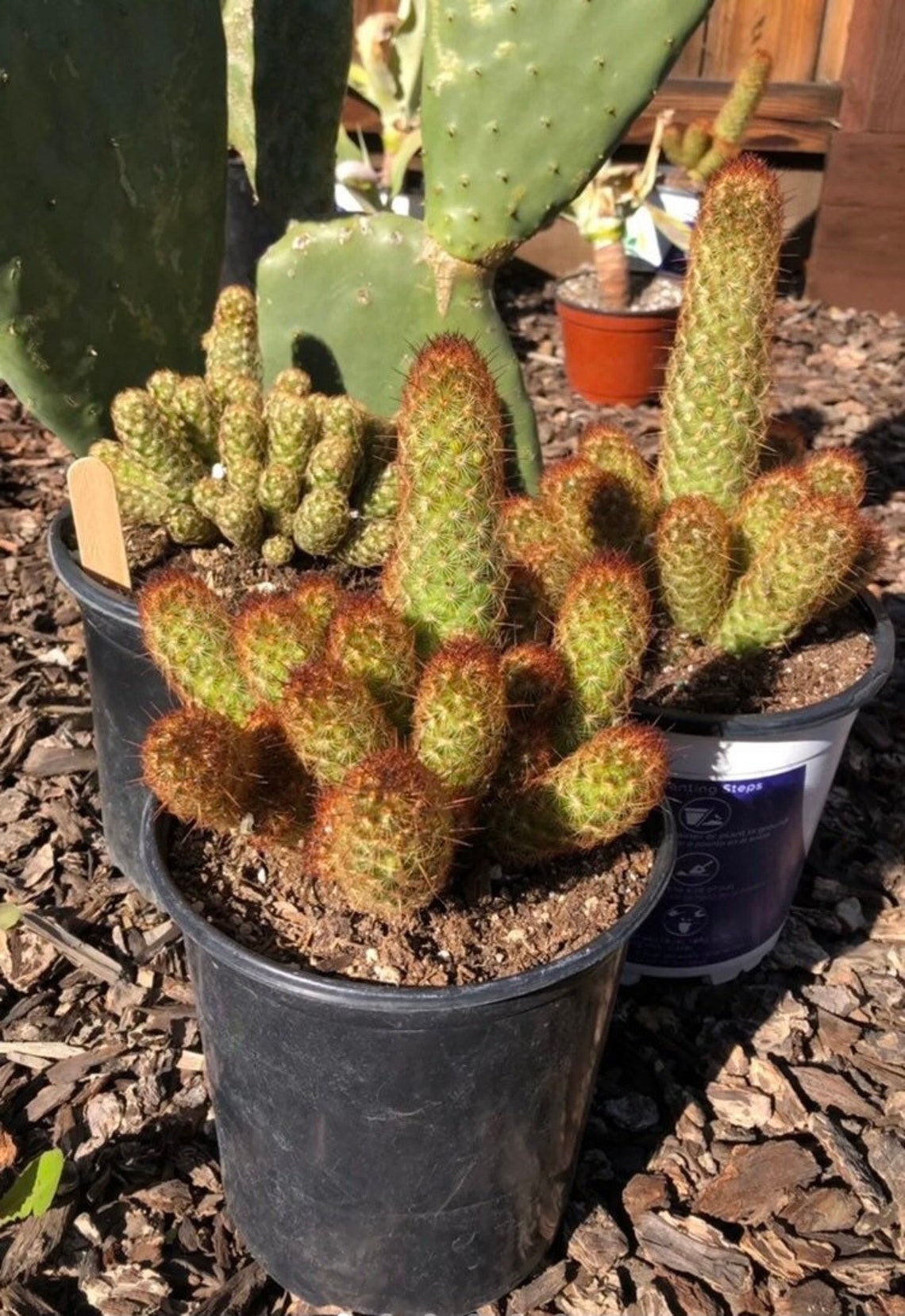 Copper King Cactus Ladyfinger Cactus Mammillaria elongata | Etsy