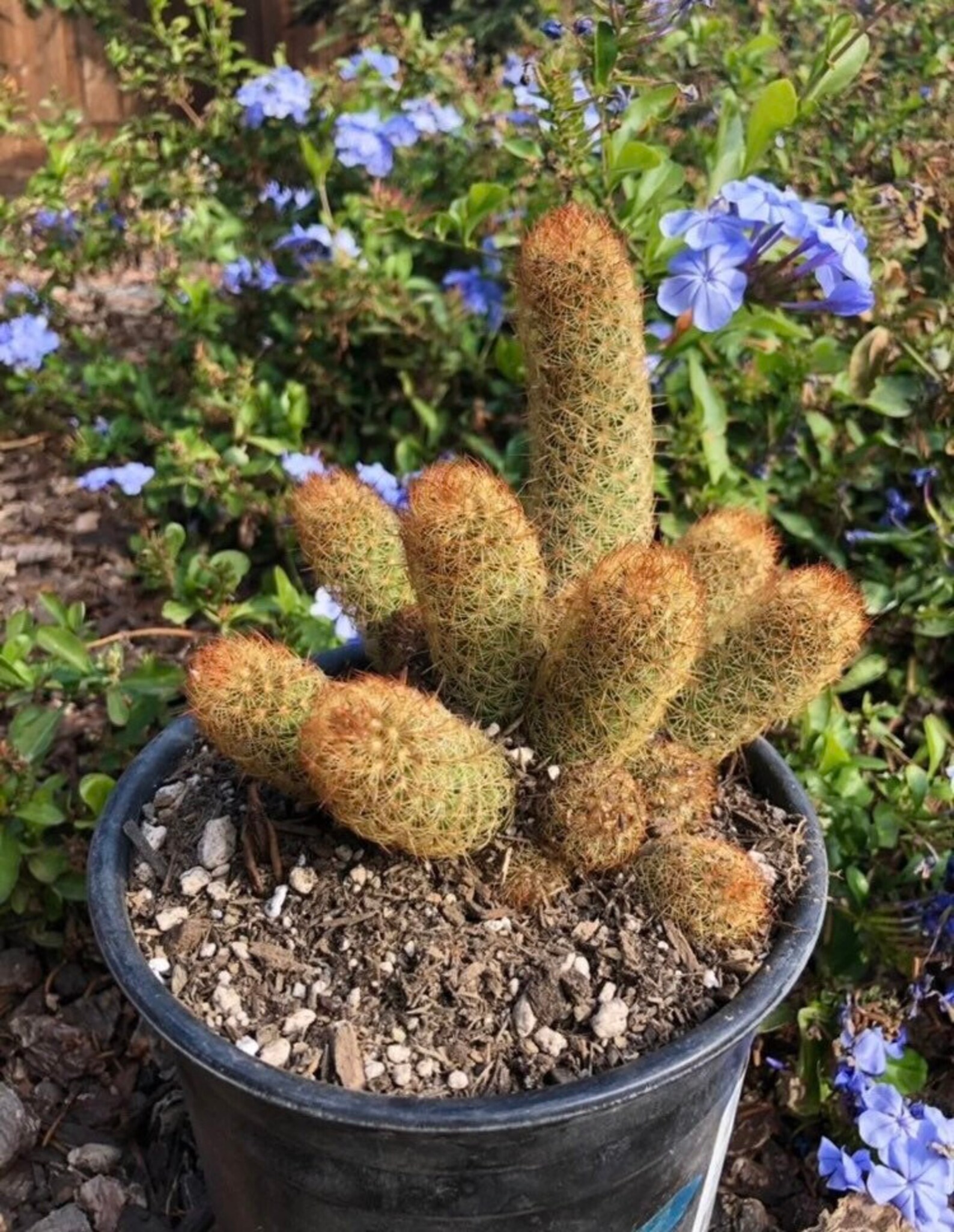 Copper King Cactus Ladyfinger Cactus Mammillaria elongata | Etsy