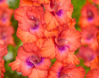 Gladiolus Bulbs Etsy
