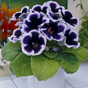 High Quality Gloxinia hybrid "Empress" tiger F1 High Quality Gloxinia hybrid "Empress" tiger F1