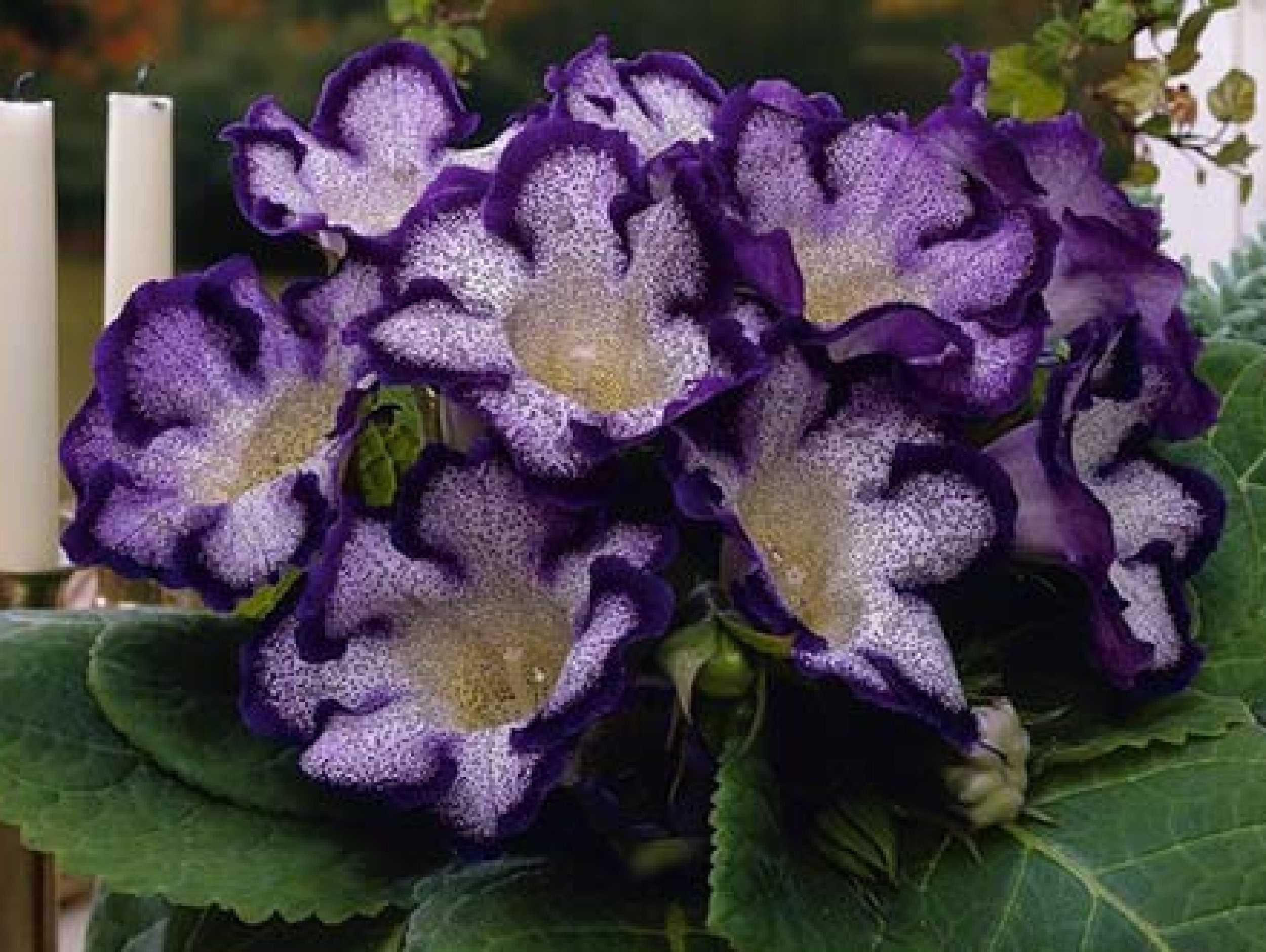 Gloxinia TIGRINA BLUE 1 Pcs Bulb | Etsy