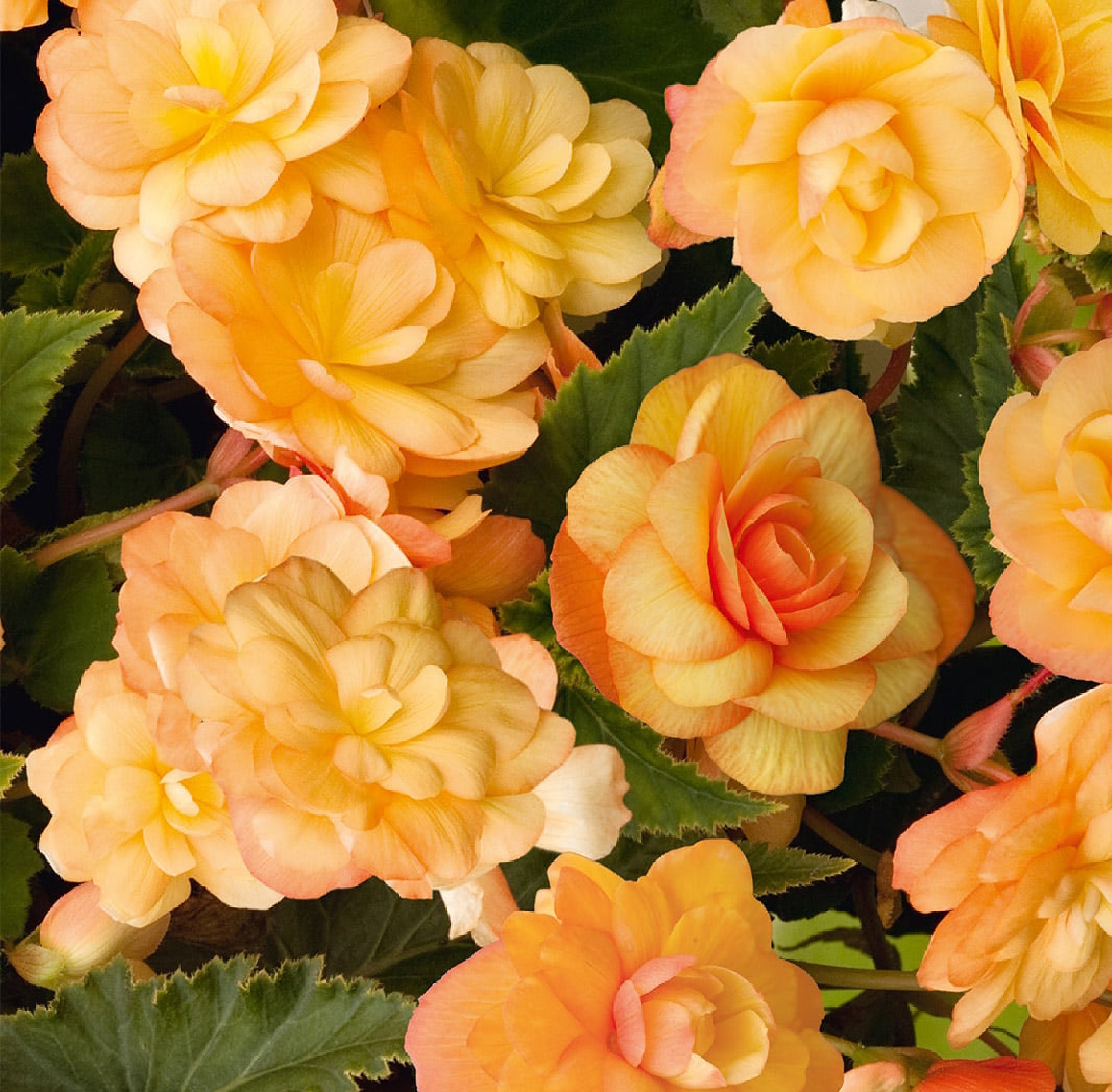 Begonia ' ILLUMINATION APRICOT ' 2 Bulbs Etsy