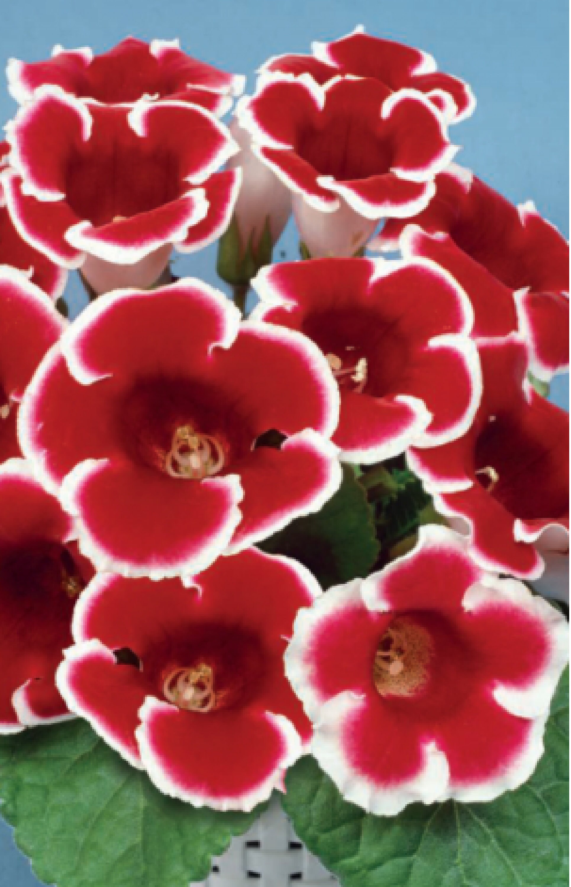 Gloxinia KAISER FRIEDRICH 1 Pcs Bulb | Etsy