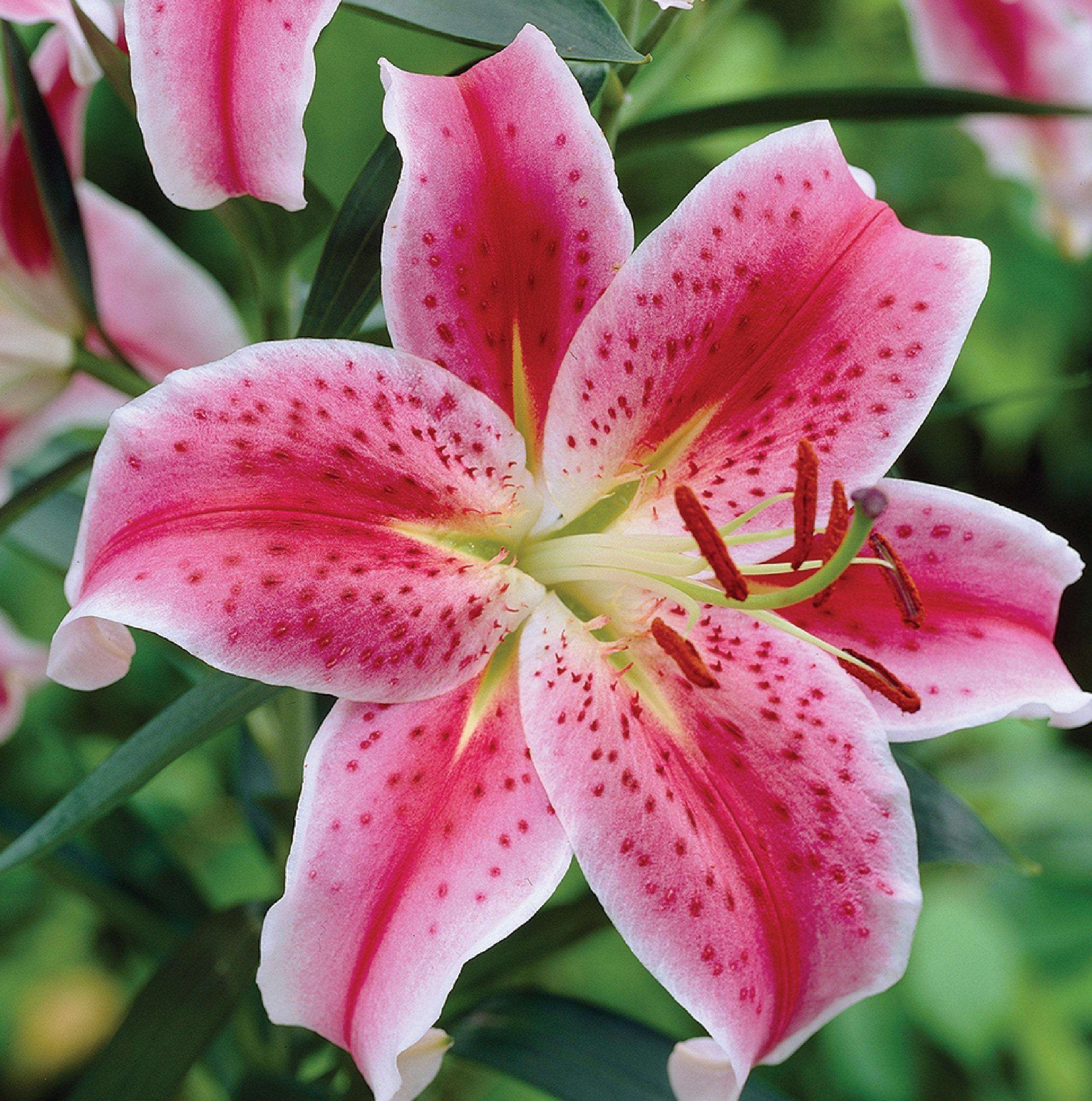 Lilium MEROSTAR 1 Pcs Bulb | Etsy UK