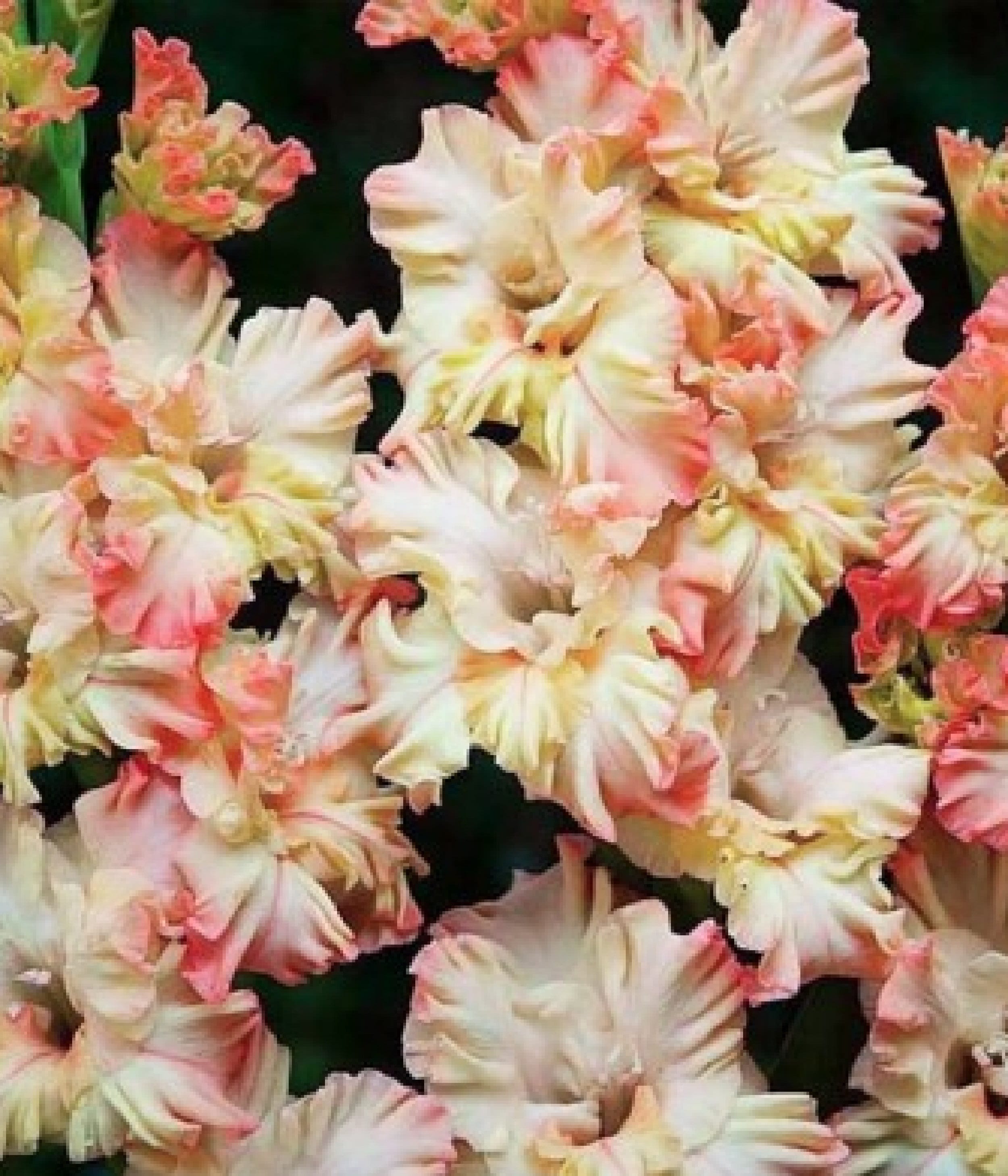 Gladiolus ' CRISPY RUFFLE ' 3 Bulbs Etsy