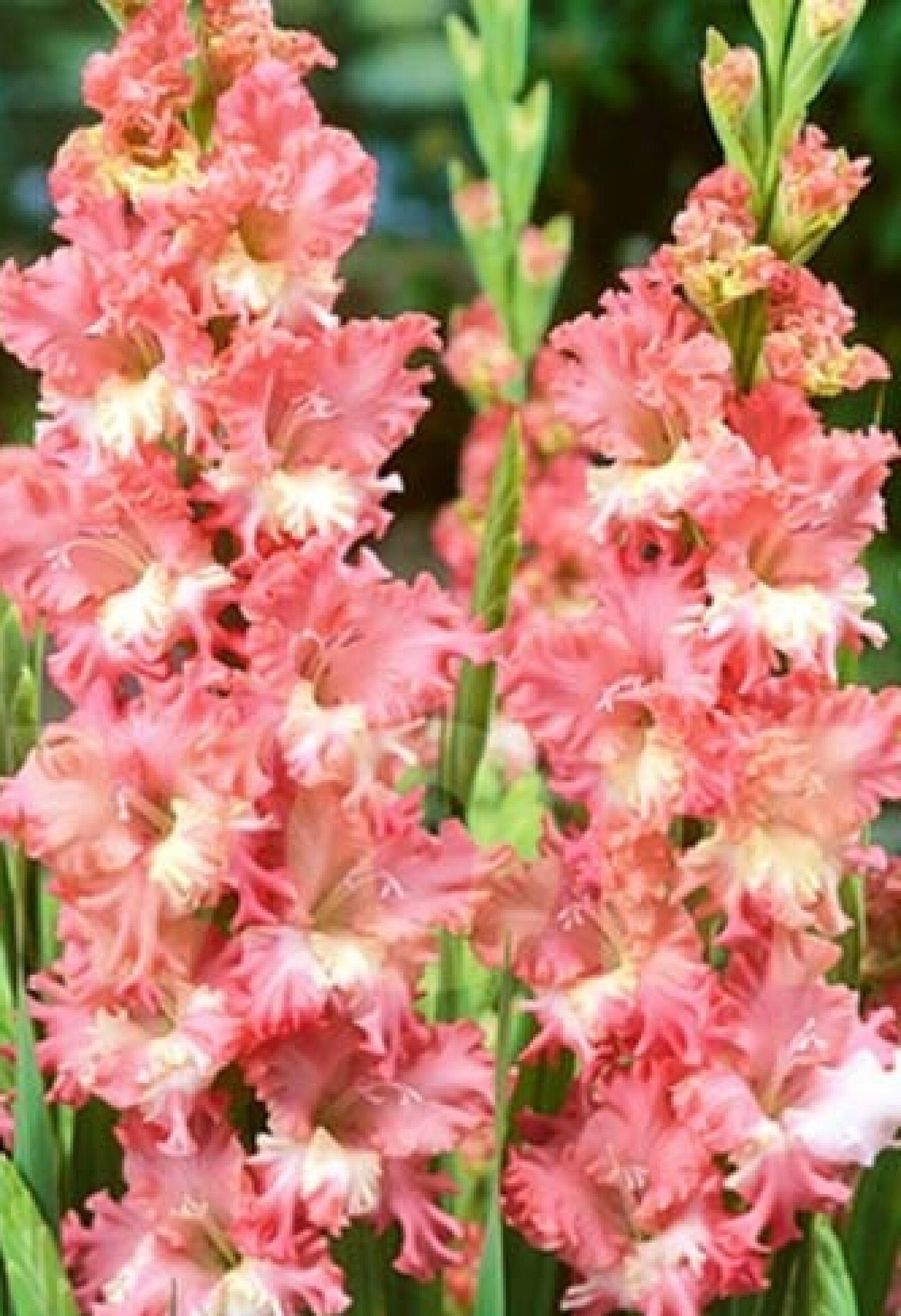 Gladiolus ' FRIZZLED CORAL LACE ' 5 Bulbs Etsy