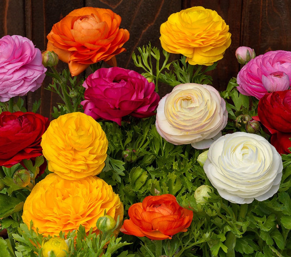 Ranunculus Buttercups Mix 5 Bulbs Etsy