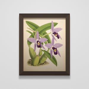 1882 &quot;Cattleya&quot; Hand-Colored Original Book Plate #325 of &quot;The Orchid Album&quot; | An Antique Victorian Copperlate Engraving by John Nugent Fitch