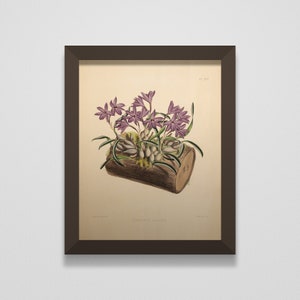 1882 &quot;Cattleya&quot; Hand-Colored Original Book Plate #291 of &quot;The Orchid Album&quot; | An Antique Victorian Copperlate Engraving by John Nugent Fitch