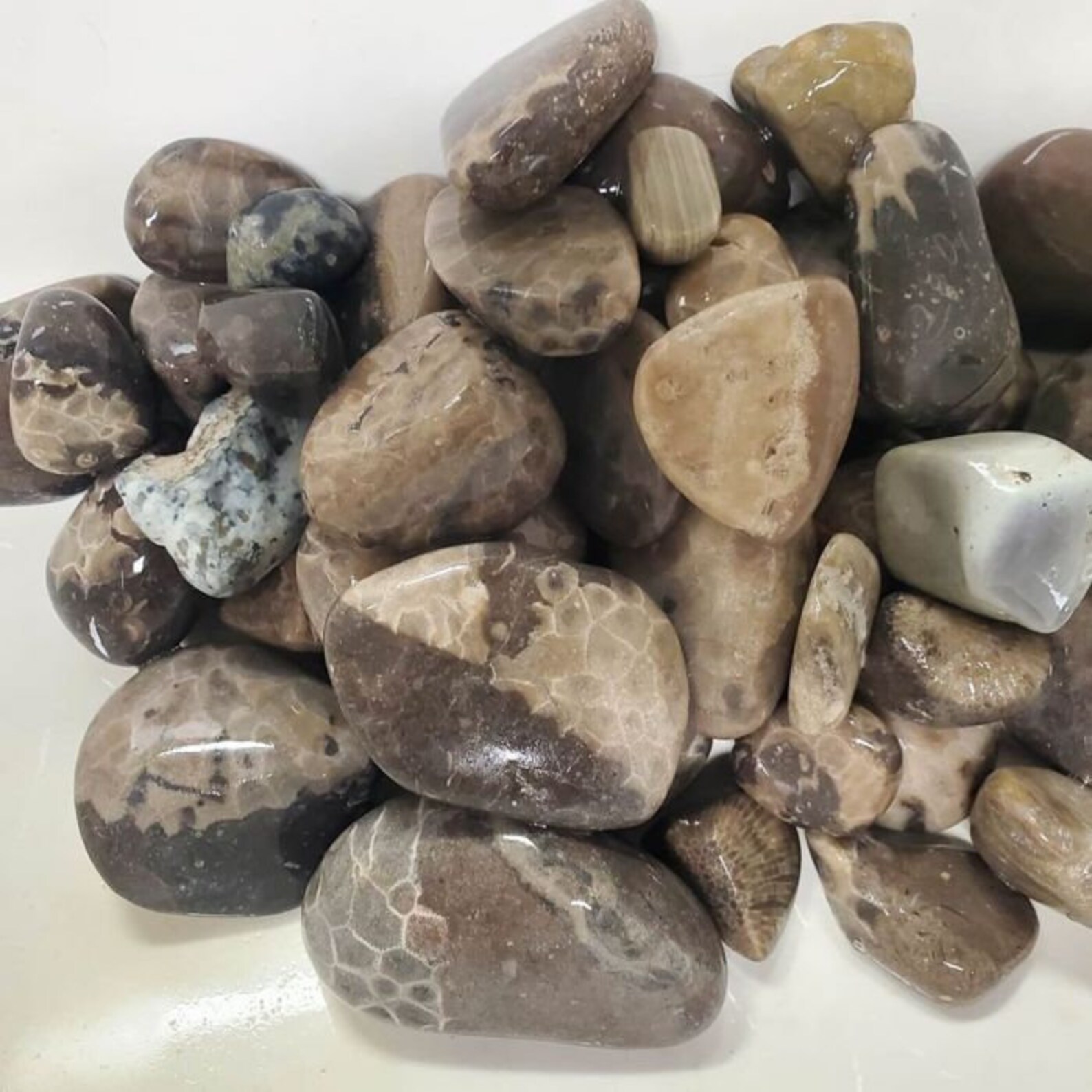 Raw Petoskey Stones for Polishing Etsy