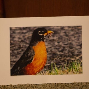 blank American  robin card