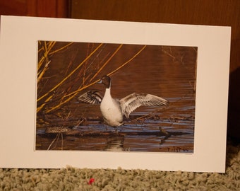 blank northern-pintail card