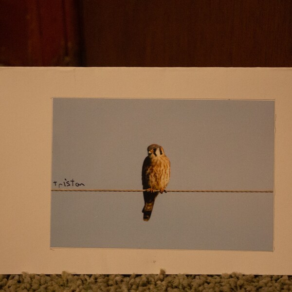 Blank American kestrel card