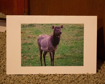 blank elk card