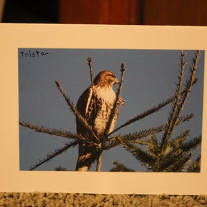 Blank red-tailed hawk card