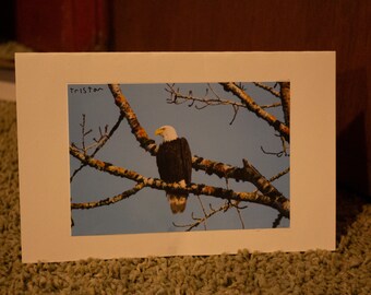 blank bald eagle card