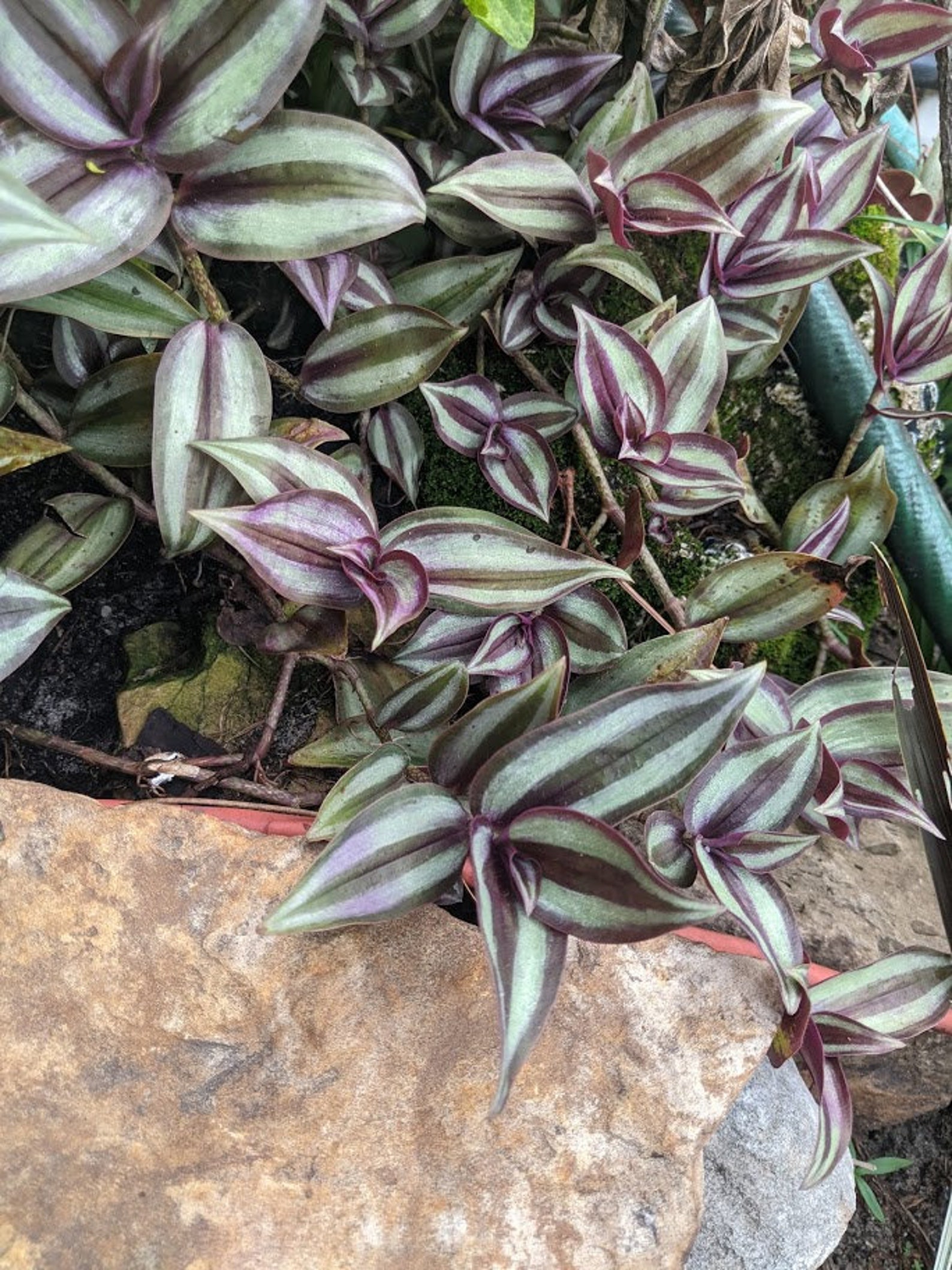 wandering jew plant low temperature