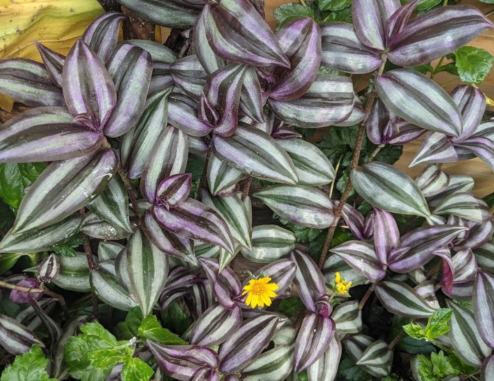 10x 6 Wandering Jew Plant Cuttings FREE SHIPPING Etsy