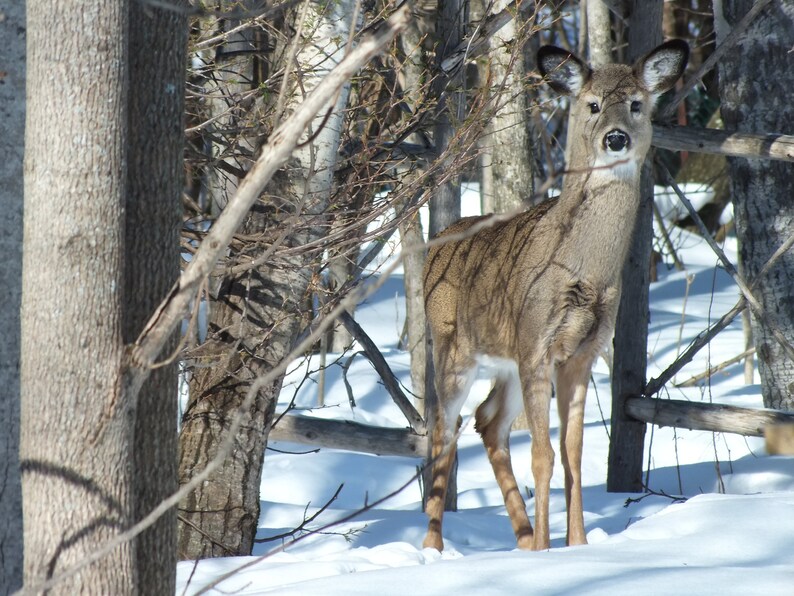 Set of 4 Wild Deer Art Cards