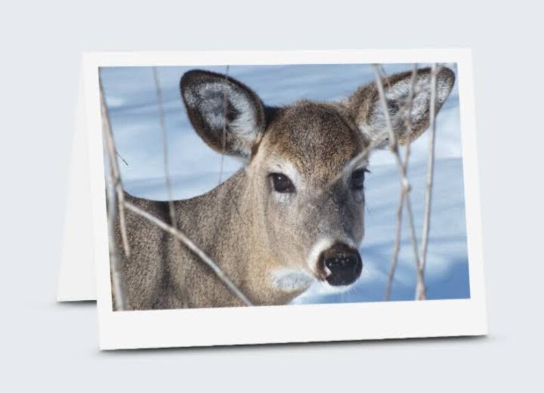 Set of 4 Wild Deer Art Cards