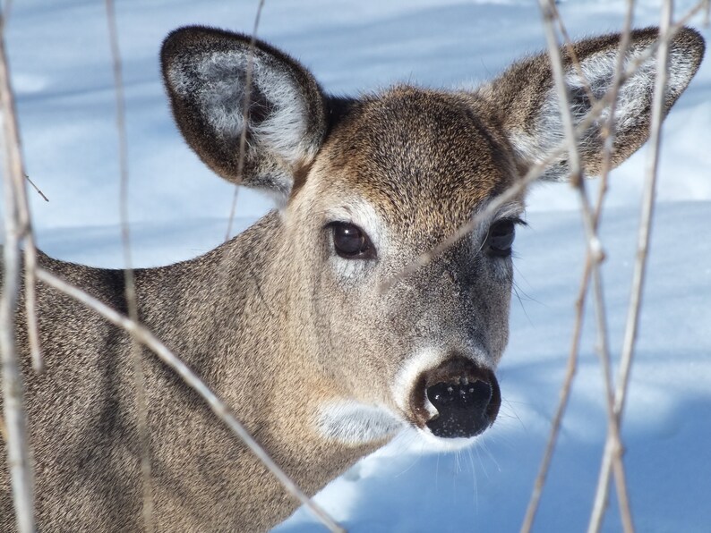 Set of 4 Wild Deer Art Cards