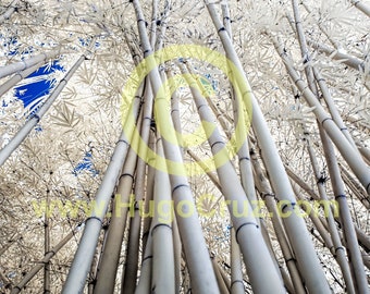 Bamboo Canopy - Infrared Art Photography by Hugo Cruz - Ethereal Emotive Bamboo Canopy with Surreal Blue Cobalt White Tones