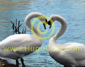 Swan Love - Infrared Art Photography by Hugo Cruz - Ethereal Emotive Royal Swans Birds Friendship Love Marriage Romance