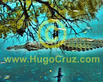 Flight Envy - Infrared Art Photography by Hugo Cruz - Ethereal Emotive Drifting Alligator Gator River Aqua Blue Green Tones Gators