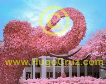 Topiary Big Al - Infrared Art Photography by Hugo Cruz - Ethereal Emotive University of Alabama Crimson Tide -- Roll Tide - GO SEC!