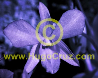 Star Purple Orchid - Infrared Art Photography by Hugo Cruz - Ethereal Emotive Orchid Flower Love Romance Friendship