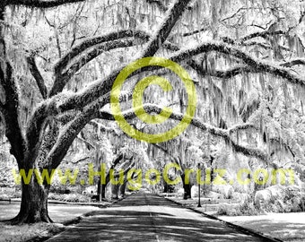The Canopy - Infrared Art Photography by Hugo Cruz - Ethereal Emotive Glowing Oak Tree Trees Canopy Road Spanish Moss Resurrection Ferns