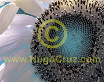 Sun Sapphire- Infrared Art Photography by Hugo Cruz - Ethereal Emotive Sunflower Flower Glowing White Blues Surreal