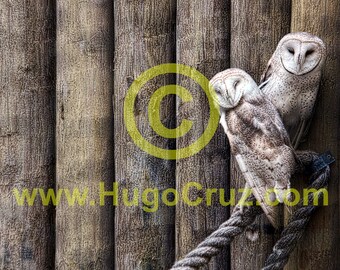 Barn Buddies - Infrared Art Photography by Hugo Cruz - Ethereal Emotive Adorable Barn Owls Birds Friendship Love Marriage Wisdom