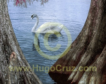 Swan Pass - Infrared Art Photography by Hugo Cruz - Ethereal Emotive Royal White Swan Lake Cypress Trees Surreal Serene Meditation