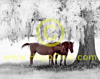 Canopy Lovers - Infrared Art Photography by Hugo Cruz - Ethereal Emotive Horses White Glowing Oak Canopy Love Romance Marriage Weddings