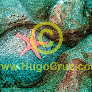 Coquina Star - Infrared Art Photography by Hugo Cruz - Ethereal Emotive Ocean Starfish Aqua Coral Tones