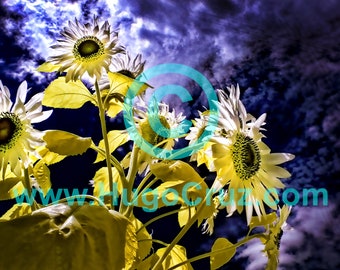 Sun Blooms - Infrared Art Photography by Hugo Cruz - Ethereal Emotive Sunflowers Flowers Glowing Yellows Blues & Purples Surreal