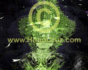 Mr Cuddles - Infrared Art Photography by Hugo Cruz - Ethereal Emotive Alligator Gator Green Tones Mister Cuddles Just Wants Hugs