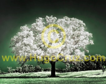 Emerald Meadow - Infrared Art Photography by Hugo Cruz - Ethereal Emotive Glowing Oak Tree of Life