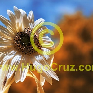 Sun Swan - Infrared Art Photography by Hugo Cruz - Ethereal Emotive Sunflower Flower Glowing White Blues Copper Surreal