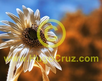 Sun Swan - Infrared Art Photography by Hugo Cruz - Ethereal Emotive Sunflower Flower Glowing White Blues Copper Surreal