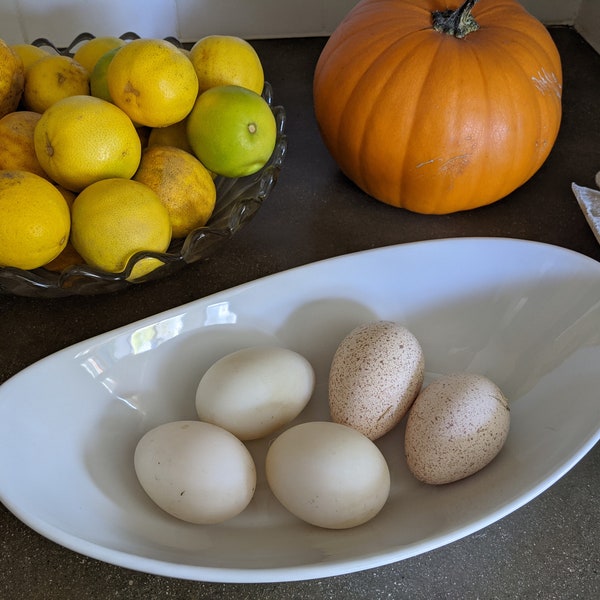 Organic Free Range Guinea Hen Eggs
