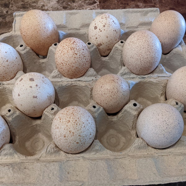 Free-Range Turkey Eggs - Fresh Eggs Daily