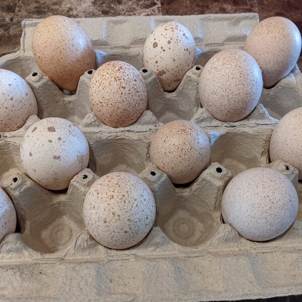 Royal Palm Turkey Eggs Etsy