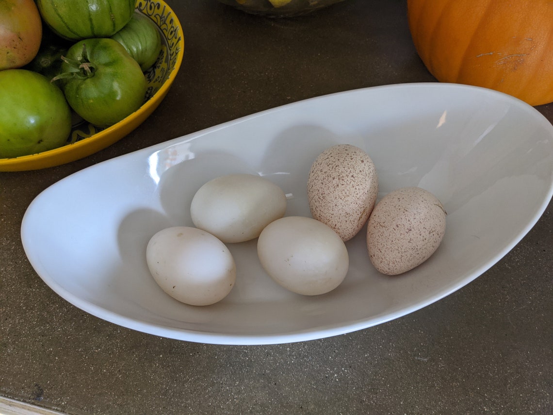 Free Range Perl Guinea Hen Eggs Etsy