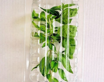 Live Plant Shipper 7 inch Clone Shipping Clamshell Packaging (Bundle of 10)