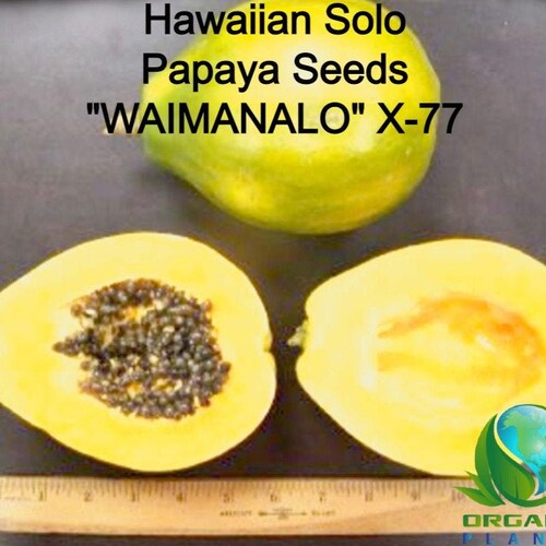 Hawaiian Solo Waimanalo X77 Low Bearing Papaya Seeds Etsy