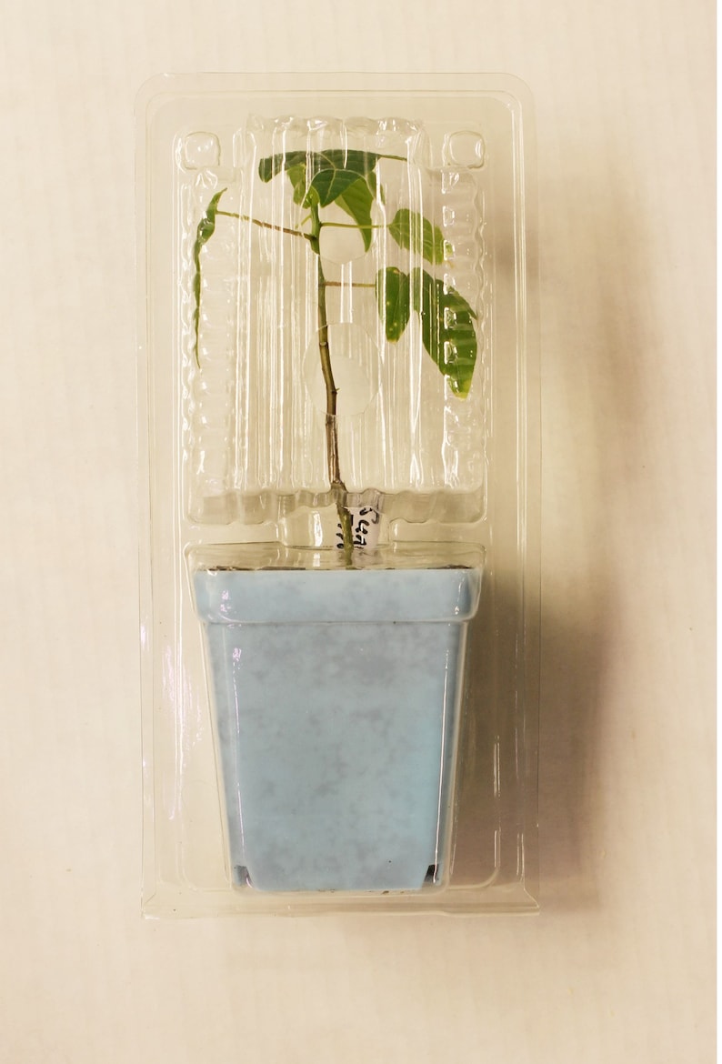 Plant Shipper Shipping Clamshell Packaging 8.5 inch for Clone Live Plant image 5