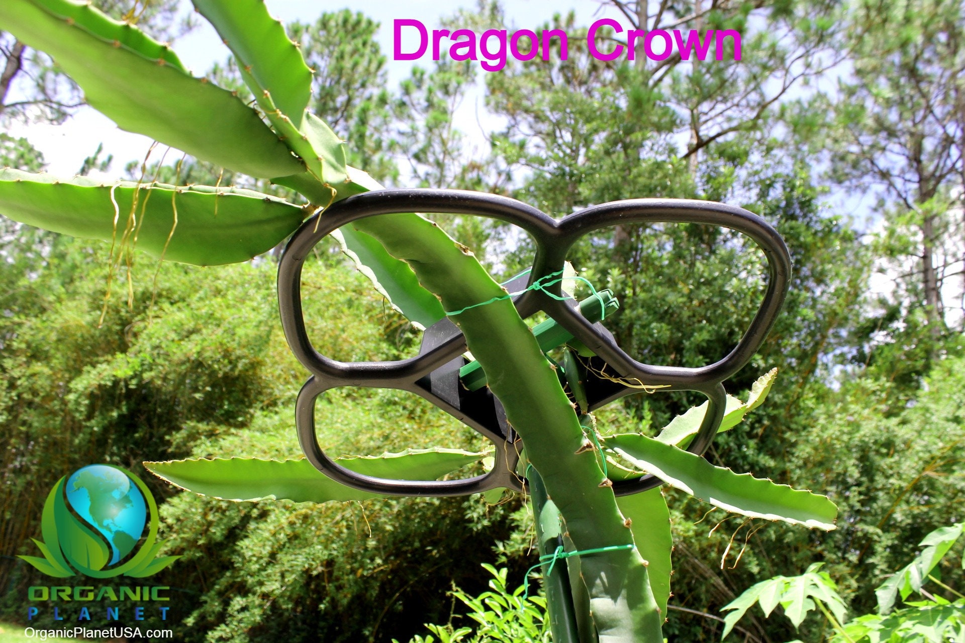 Dragon Fruit Trellis DRAGON CROWN 13.5"x13.5"