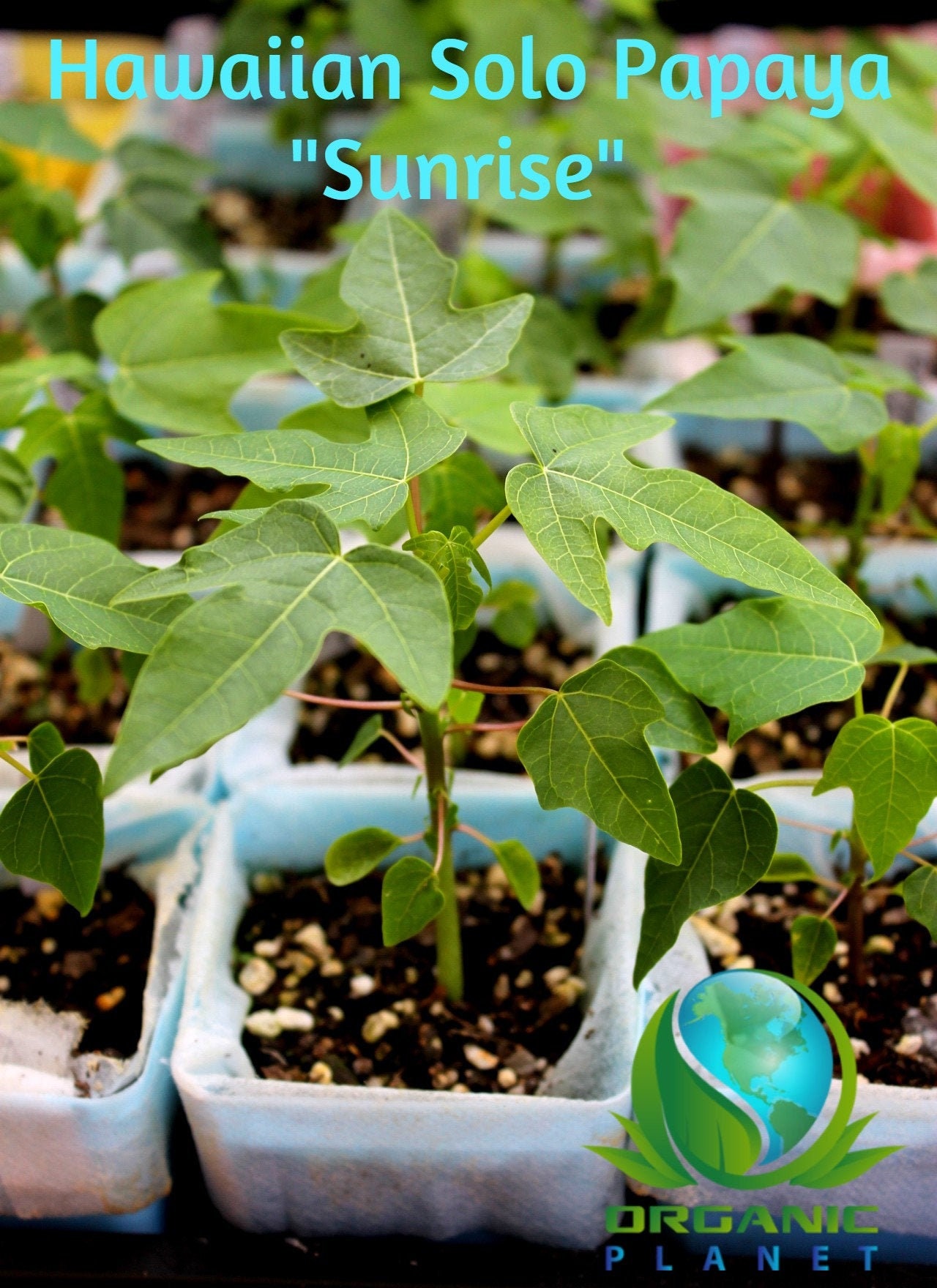 Papaya Tree Hawaiian Solo SUNRISE Tropical Organic Live Plant Etsy